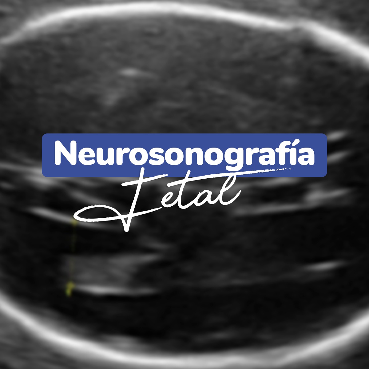 WhatsApp Image 2024-01-18 at 13.40.00